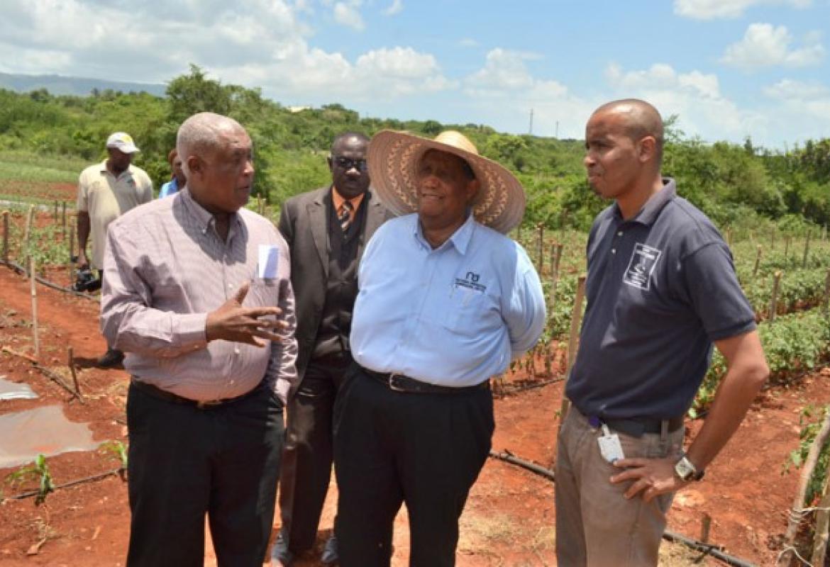 Farmers in St. Elizabeth to Benefit from Drip Irrigation System